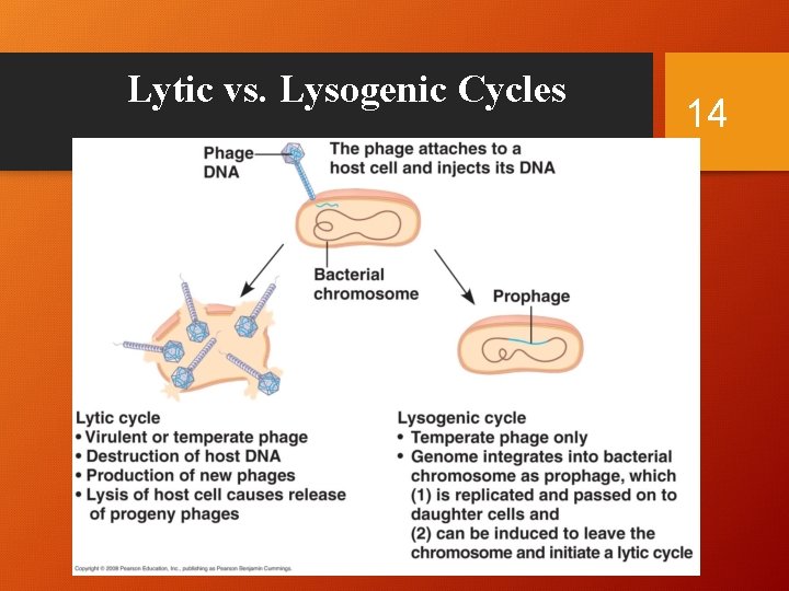 Lytic vs. Lysogenic Cycles 14 