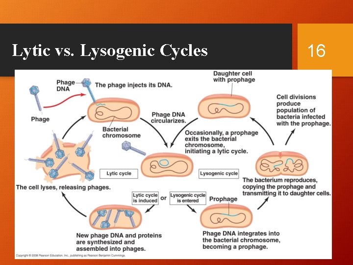 Lytic vs. Lysogenic Cycles 16 