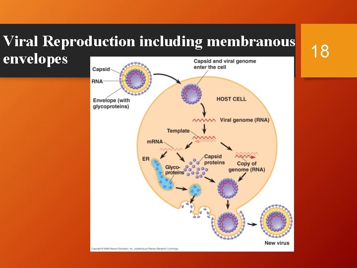Viral Reproduction including membranous 18 envelopes 