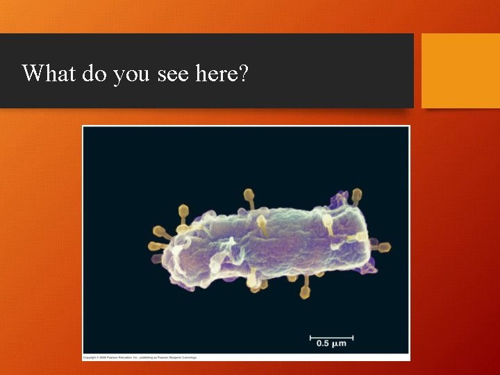 What do you see here? 