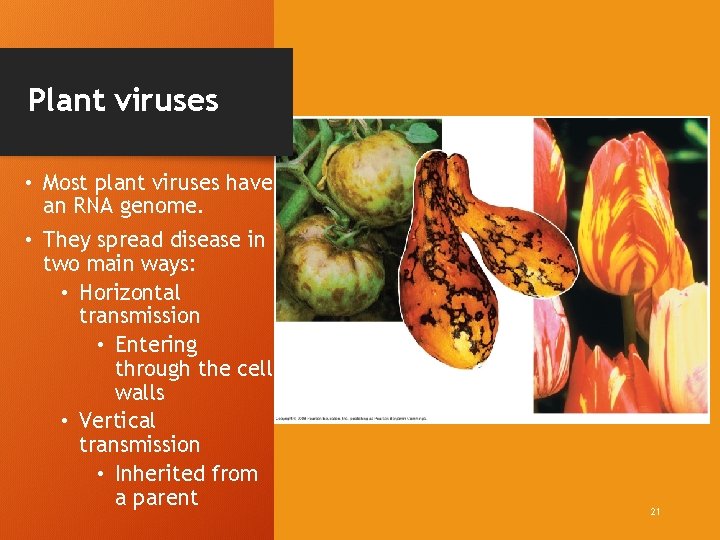 Plant viruses • Most plant viruses have an RNA genome. • They spread disease