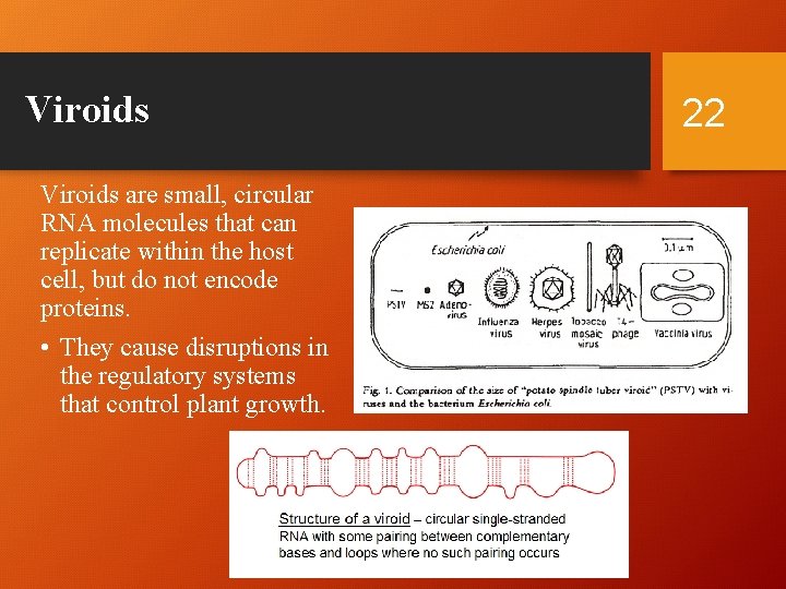 Viroids are small, circular RNA molecules that can replicate within the host cell, but