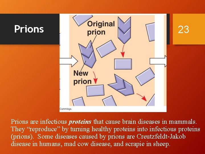Prions 23 Prions are infectious proteins that cause brain diseases in mammals. They “reproduce”