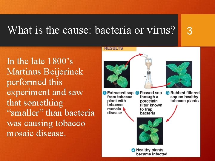 What is the cause: bacteria or virus? 3 In the late 1800’s Martinus Beijerinck