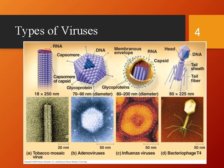 Types of Viruses 4 