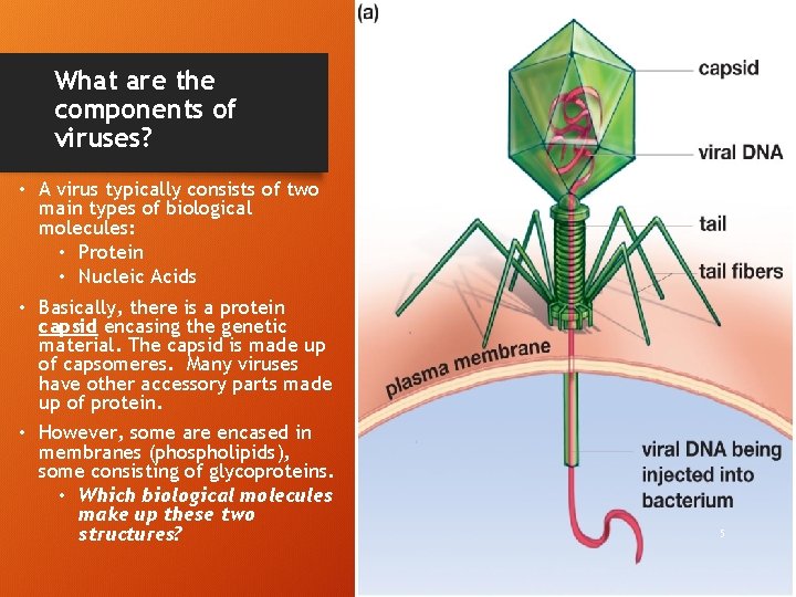 What are the components of viruses? • A virus typically consists of two main