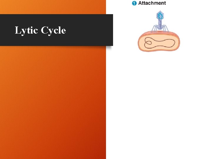 Lytic Cycle 8 