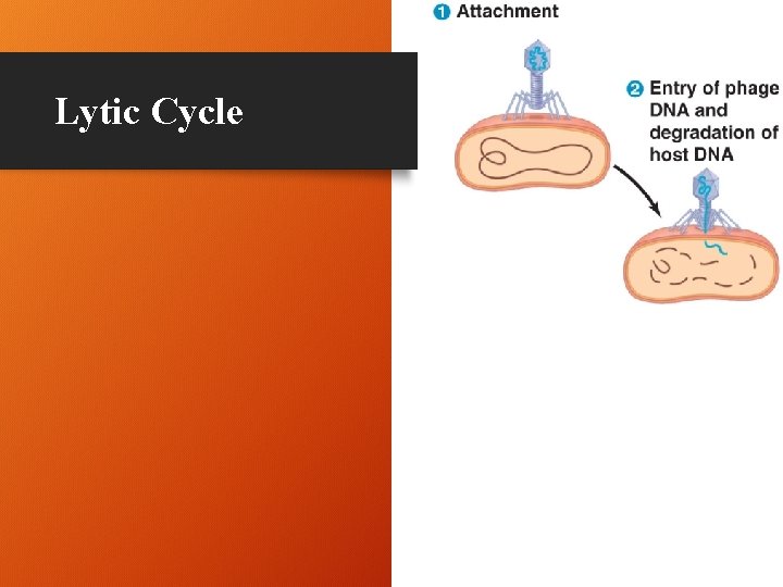 Lytic Cycle 9 