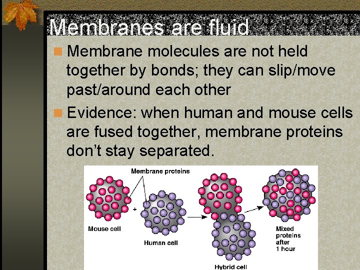 Membranes are fluid n Membrane molecules are not held together by bonds; they can