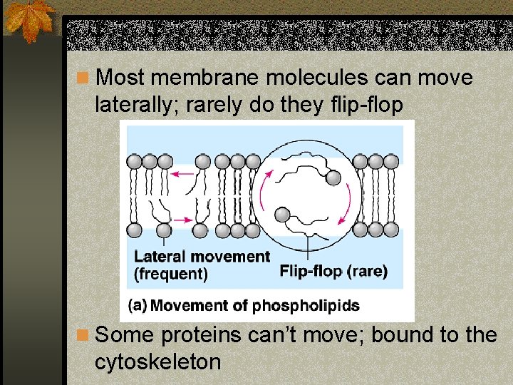 n Most membrane molecules can move laterally; rarely do they flip-flop n Some proteins