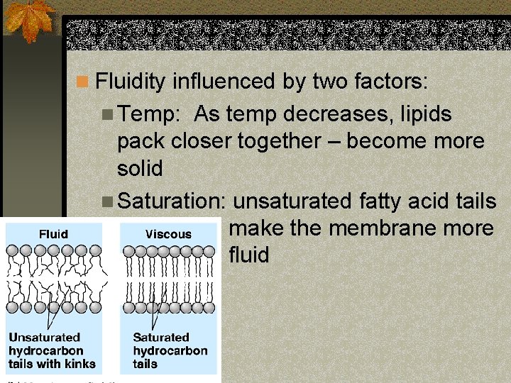 n Fluidity influenced by two factors: n Temp: As temp decreases, lipids pack closer