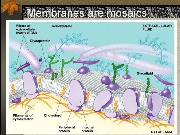 Membranes are mosaics 
