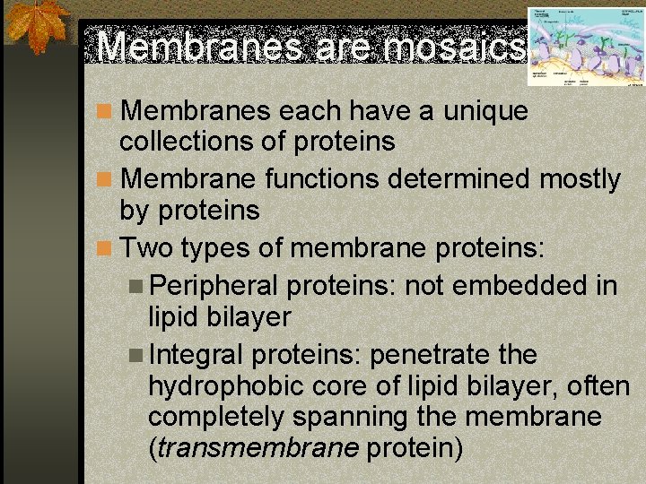 Membranes are mosaics n Membranes each have a unique collections of proteins n Membrane