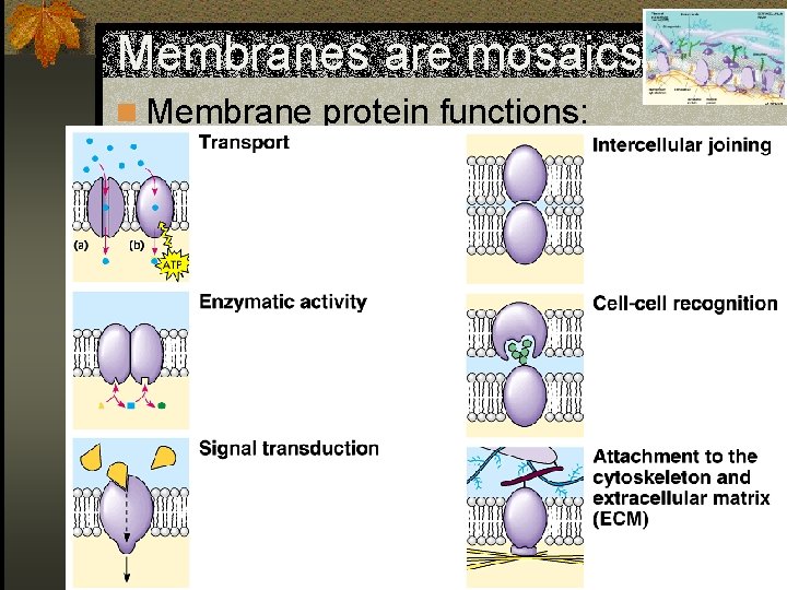 Membranes are mosaics n Membrane protein functions: 
