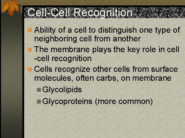 Cell-Cell Recognition n Ability of a cell to distinguish one type of neighboring cell