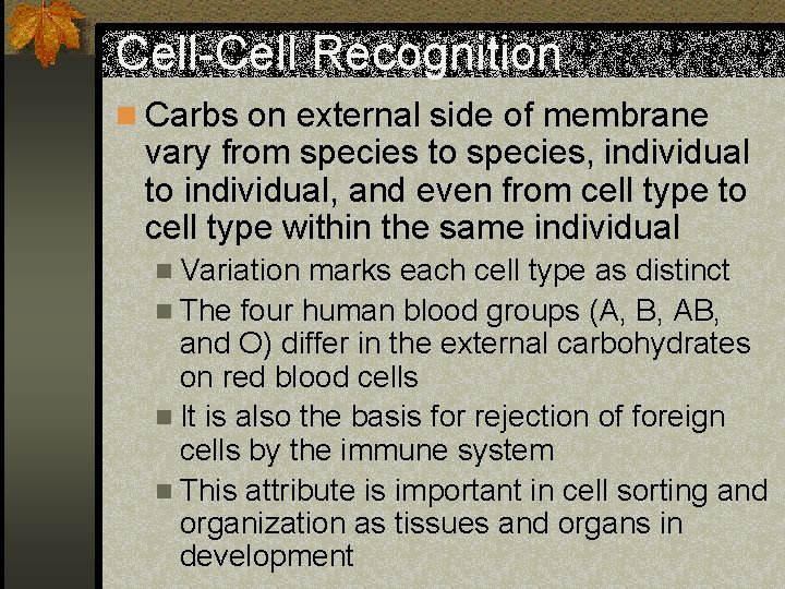 Cell-Cell Recognition n Carbs on external side of membrane vary from species to species,
