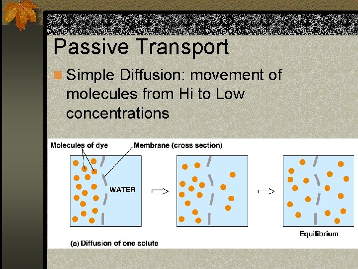Passive Transport n Simple Diffusion: movement of molecules from Hi to Low concentrations 