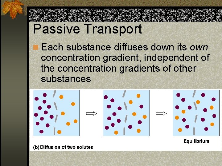 Passive Transport n Each substance diffuses down its own concentration gradient, independent of the