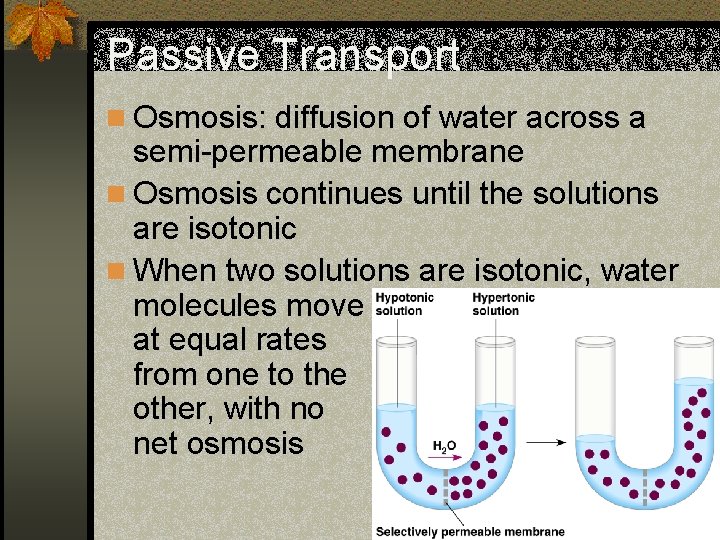 Passive Transport n Osmosis: diffusion of water across a semi-permeable membrane n Osmosis continues