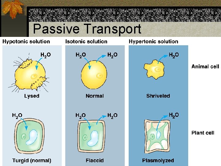 Passive Transport 