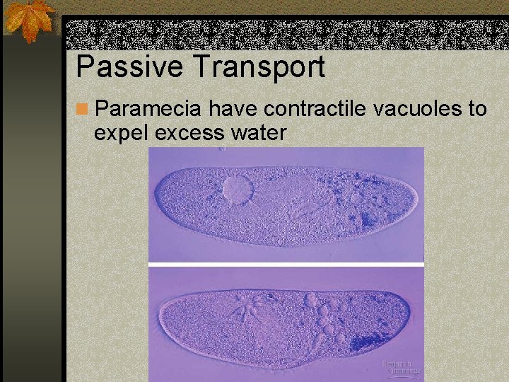 Passive Transport n Paramecia have contractile vacuoles to expel excess water 