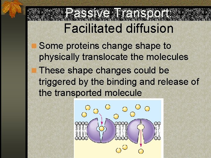 Passive Transport: Facilitated diffusion n Some proteins change shape to physically translocate the molecules