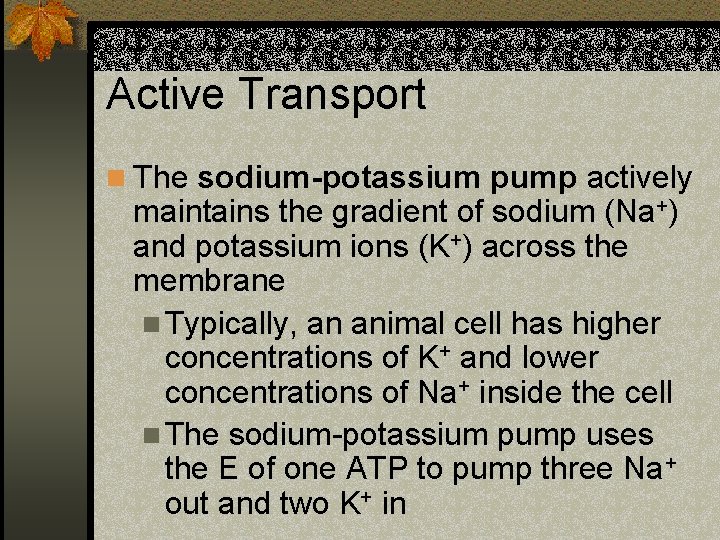 Active Transport n The sodium-potassium pump actively maintains the gradient of sodium (Na+) and