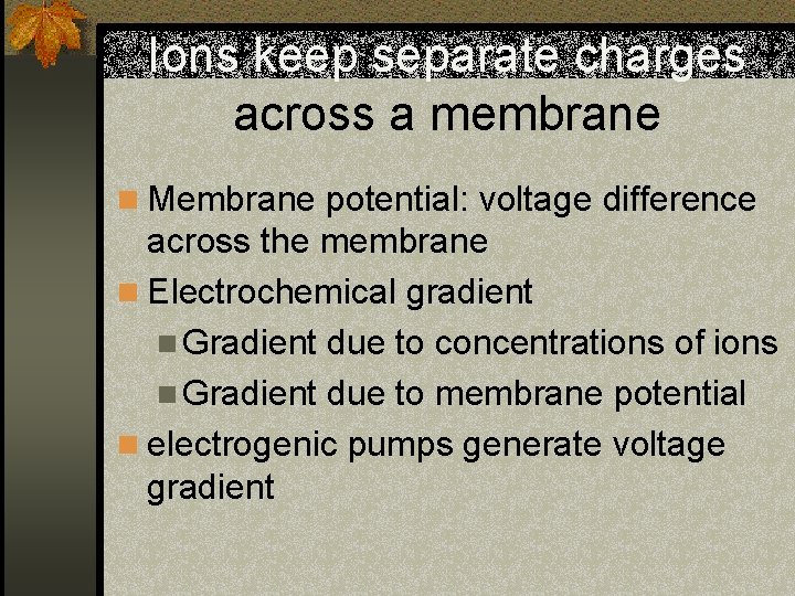 Ions keep separate charges across a membrane n Membrane potential: voltage difference across the
