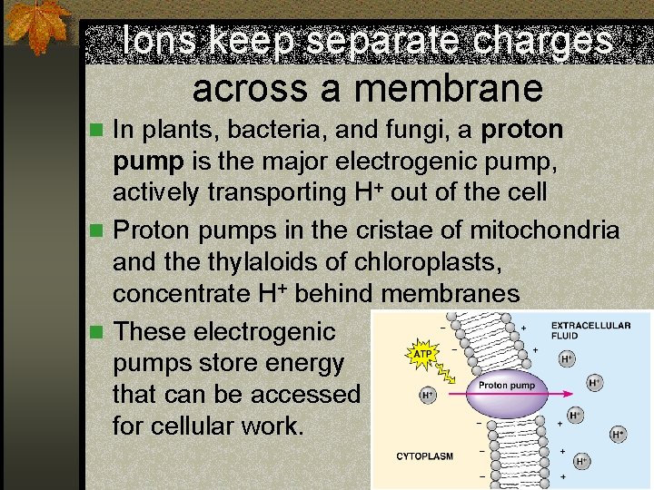 Ions keep separate charges across a membrane n In plants, bacteria, and fungi, a
