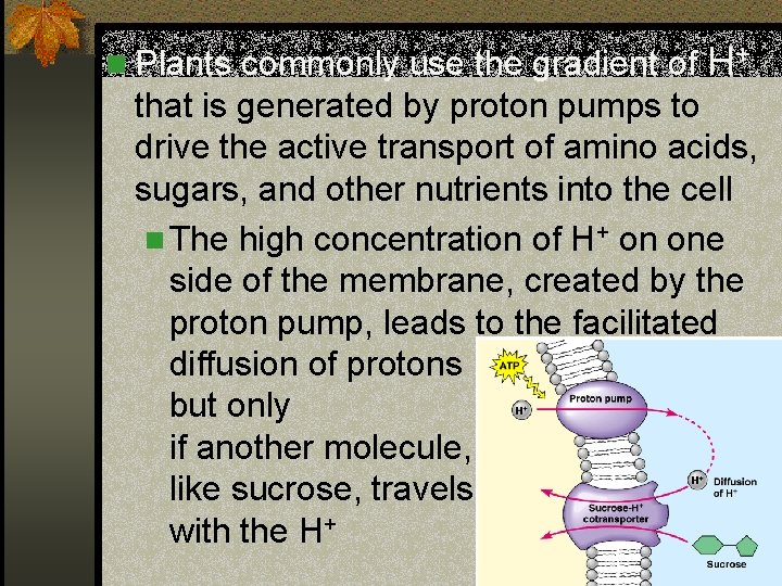 n Plants commonly use the gradient of H+ that is generated by proton pumps