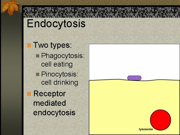 Endocytosis n Two types: n Phagocytosis: cell eating n Pinocytosis: cell drinking n Receptor