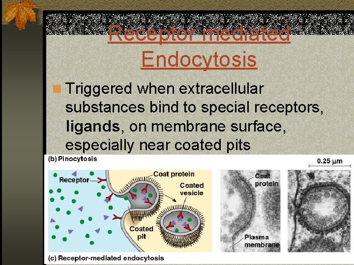 Receptor mediated Endocytosis n Triggered when extracellular substances bind to special receptors, ligands, on