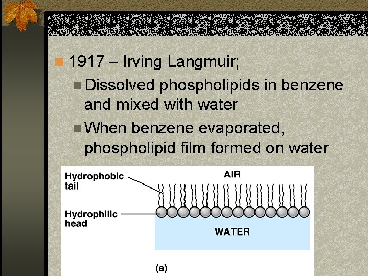 n 1917 – Irving Langmuir; n Dissolved phospholipids in benzene and mixed with water