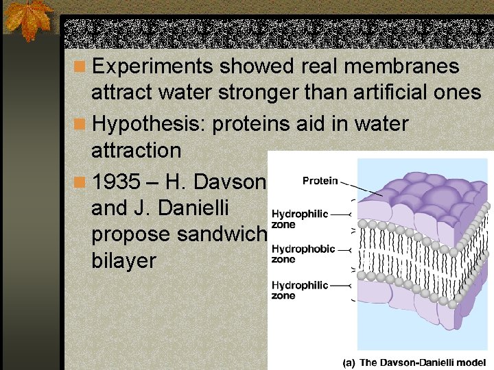 n Experiments showed real membranes attract water stronger than artificial ones n Hypothesis: proteins