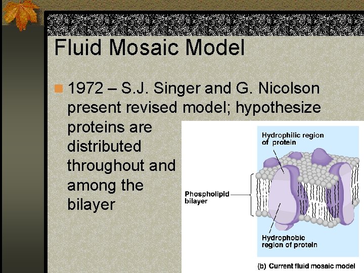 Fluid Mosaic Model n 1972 – S. J. Singer and G. Nicolson present revised