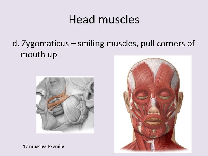 Head muscles d. Zygomaticus – smiling muscles, pull corners of mouth up 17 muscles