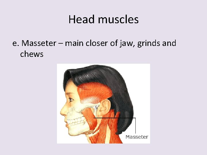 Head muscles e. Masseter – main closer of jaw, grinds and chews 