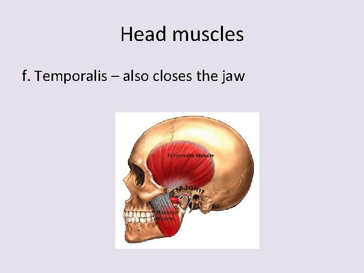 Head muscles f. Temporalis – also closes the jaw 
