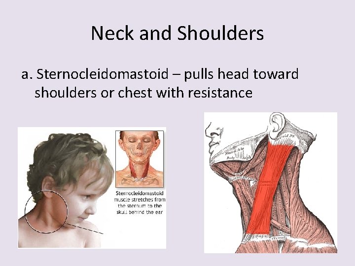 Neck and Shoulders a. Sternocleidomastoid – pulls head toward shoulders or chest with resistance