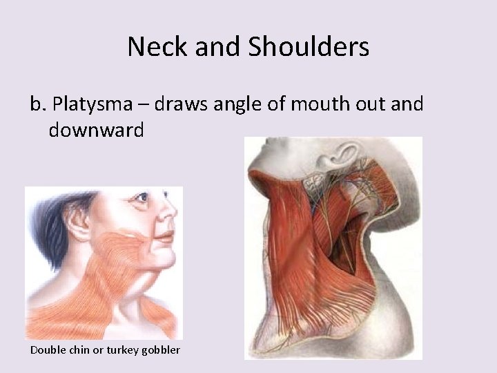 Neck and Shoulders b. Platysma – draws angle of mouth out and downward Double
