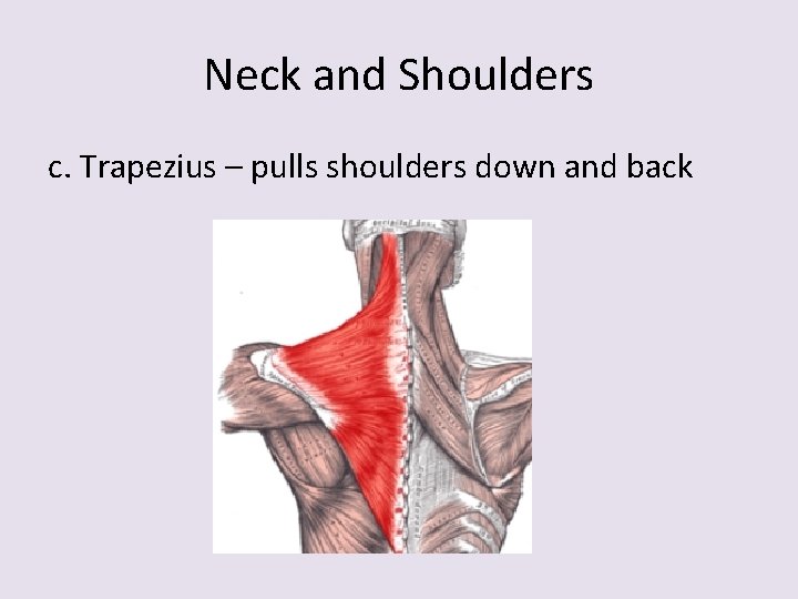 Neck and Shoulders c. Trapezius – pulls shoulders down and back 