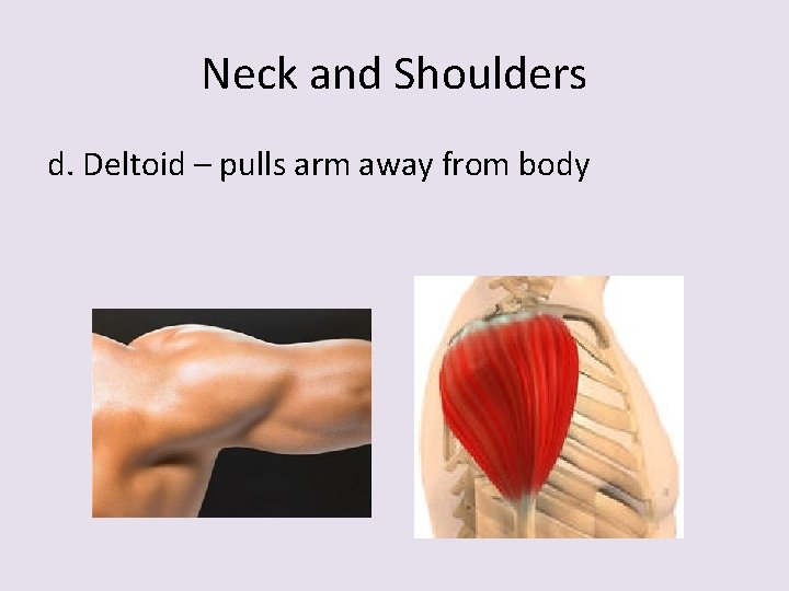 Neck and Shoulders d. Deltoid – pulls arm away from body 