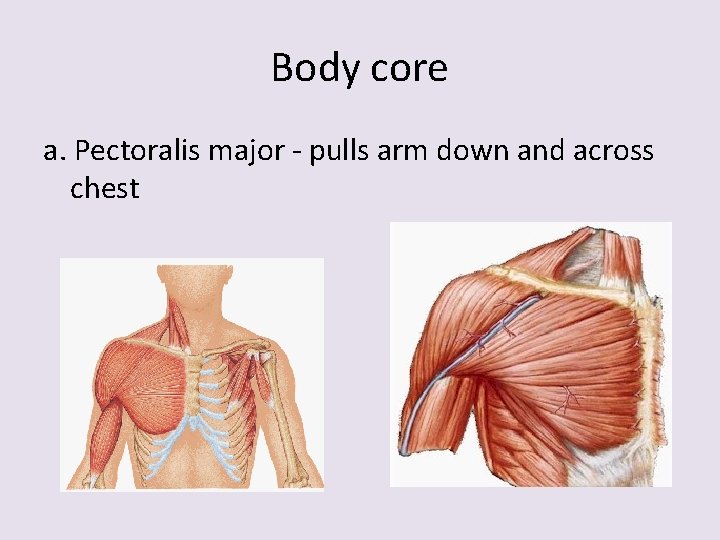 Body core a. Pectoralis major - pulls arm down and across chest 