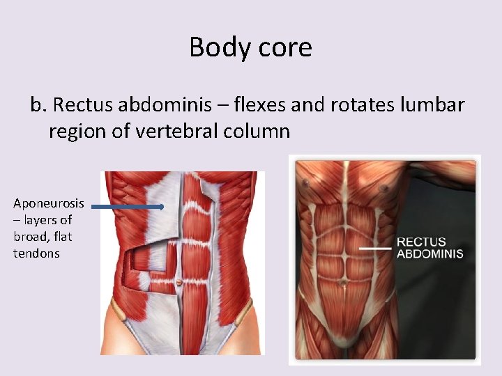 Body core b. Rectus abdominis – flexes and rotates lumbar region of vertebral column