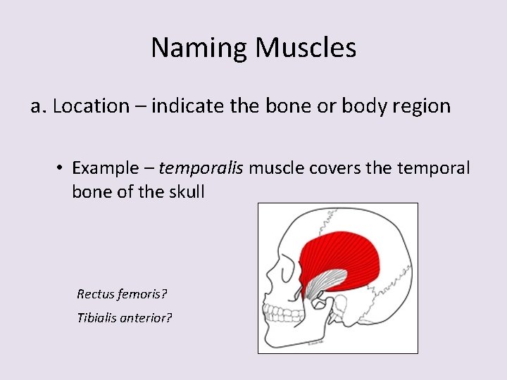 Naming Muscles a. Location – indicate the bone or body region • Example –