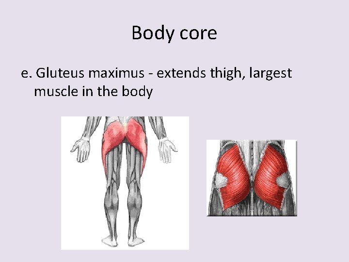 Body core e. Gluteus maximus - extends thigh, largest muscle in the body 