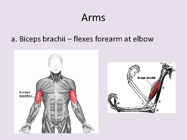 Arms a. Biceps brachii – flexes forearm at elbow 