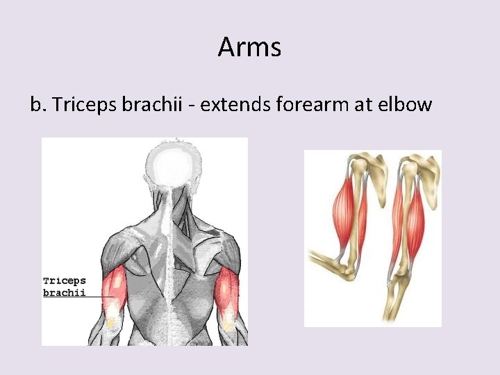 Arms b. Triceps brachii - extends forearm at elbow 