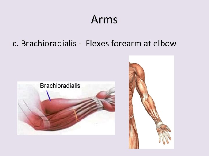 Arms c. Brachioradialis - Flexes forearm at elbow 