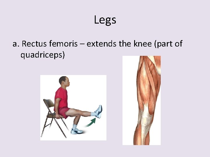 Legs a. Rectus femoris – extends the knee (part of quadriceps) 